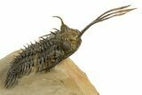 Spiny Trident Walliserops Trilobite - Foum Zguid, Morocco #344454-1